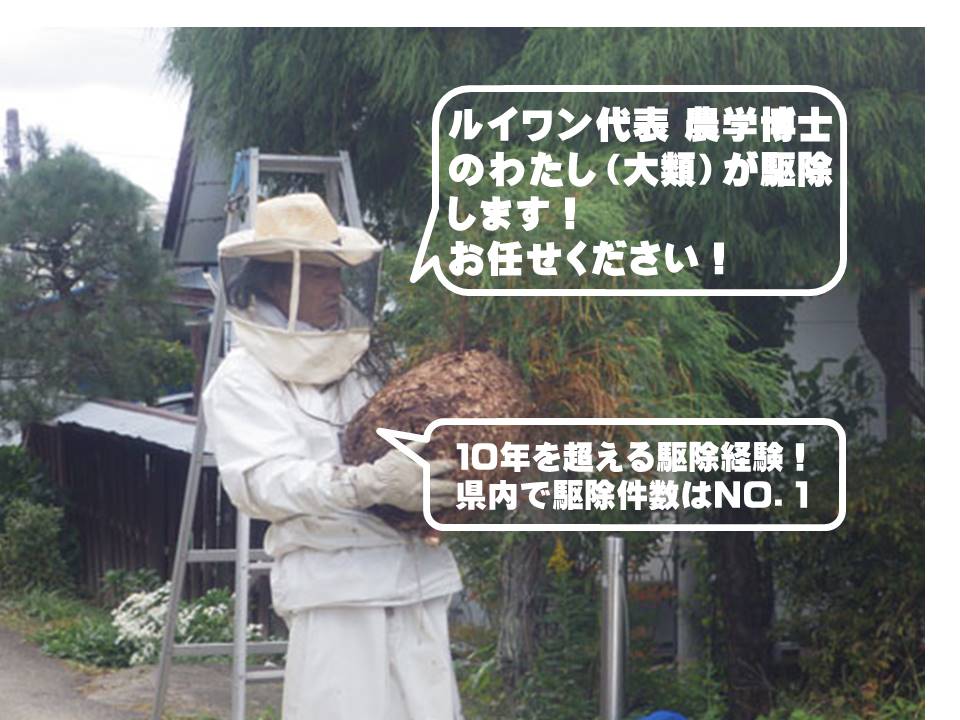 ハチ駆除のルイワン蜂・害虫駆除センターの写真